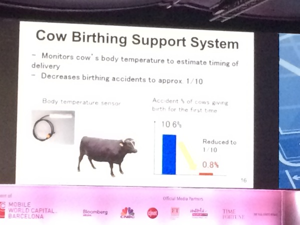 Cow Birthing